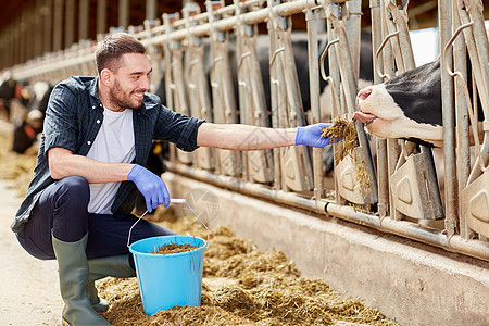 农业农业人畜牧业奶牛场的牛舍里用干草喂牛的轻人农民图片