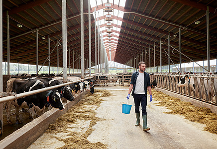 农业农业人民畜牧业快乐的轻人农民,带着桶干草沿着奶牛场奶牛场走图片