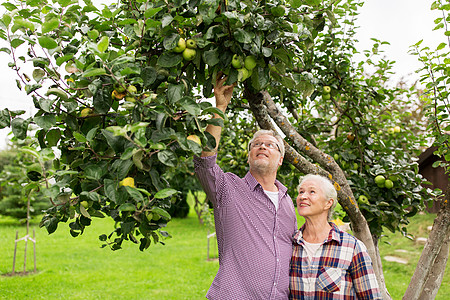 农业,园艺,收获人的资深夫妇与苹果树夏季花园图片