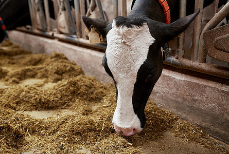 农业农业畜牧业奶牛场牛舍中吃干草图片