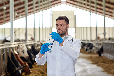 农业农业医药动物疫苗接种人的兽医医生用注射器给奶牛场的牛接种疫苗图片