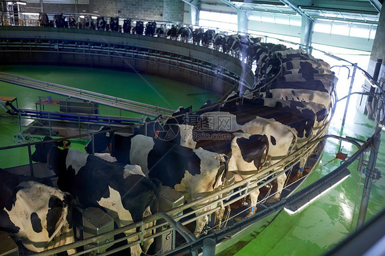 农业农业畜牧业奶牛场客厅系统挤奶过程图片