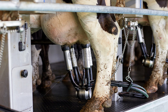 农业农业挤奶畜牧业奶牛场客厅系统的机器奶牛图片