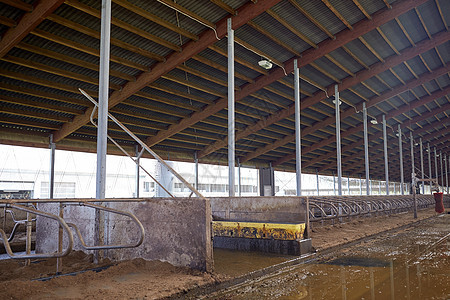 农业农业畜牧业奶牛场上的牲畜牛舍图片