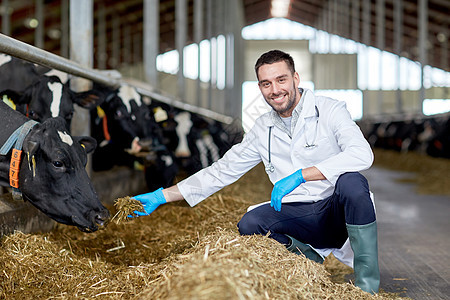 农业农业人类畜牧业兽医医生奶牛场的牛舍喂养奶牛图片