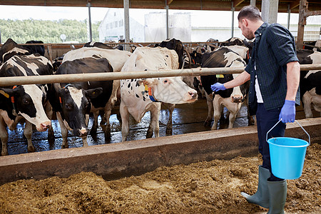 农业工业,农业,人畜牧业的轻人农民与奶牛桶奶牛场的牛棚图片