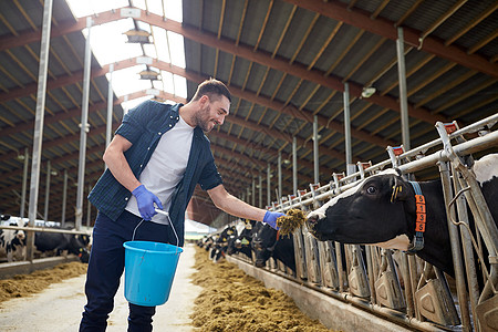 农业农业人畜牧业的快乐的轻人农民,用桶干草喂养奶牛场的牛群图片