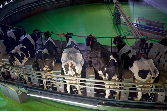 农业农业畜牧业奶牛场客厅系统挤奶过程图片