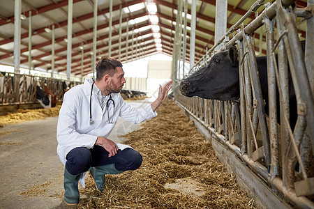 农业农业人畜牧业兽医医生与奶牛场牛舍的奶牛沟通图片