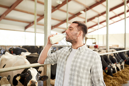 喝牛奶的奶牛农业农业人民畜牧业快乐的轻人农民奶牛场的牛棚里的瓶子里喝牛奶背景