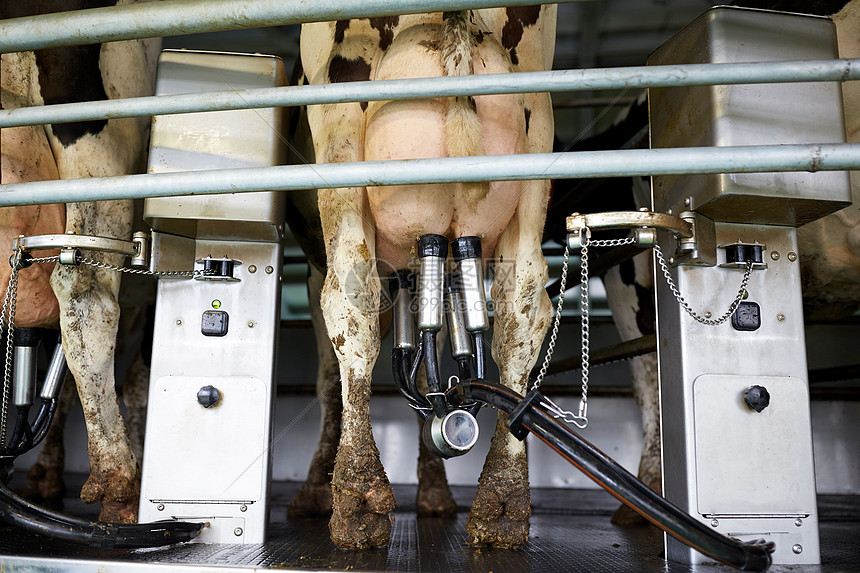 农业农业挤奶畜牧业奶牛场客厅系统的机器奶牛图片