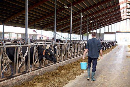 农业农业人畜牧业轻人农民,带着水桶沿着奶牛场奶牛场走图片