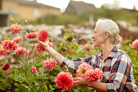 农业,园艺人的快乐的老年女子与鲜花盛开夏季花园图片