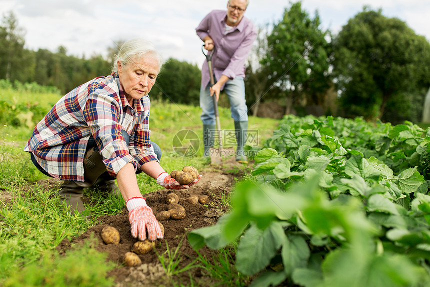 ‘~农业,园艺,农业人的老夫妇花园农场种植土豆  ~’ 的图片