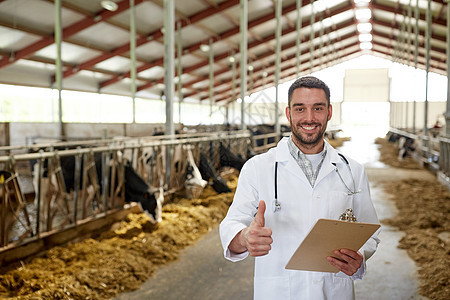 农业,人畜牧业的兽医医生与剪贴板牛群奶牛场上的牛舍大拇指举手标志图片