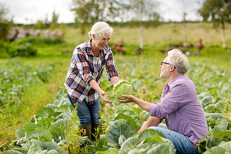 农业,园艺,收获人们的老夫妇农场花园采摘卷心菜图片
