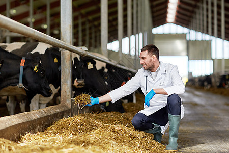 农业农业人类畜牧业兽医医生奶牛场的牛舍喂养奶牛图片