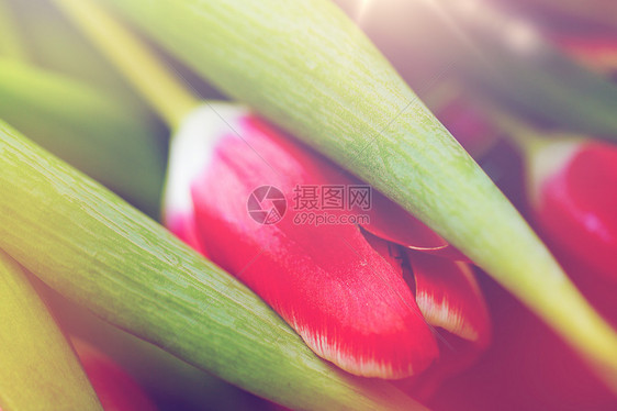 植物,园艺植物郁金香花的特写图片