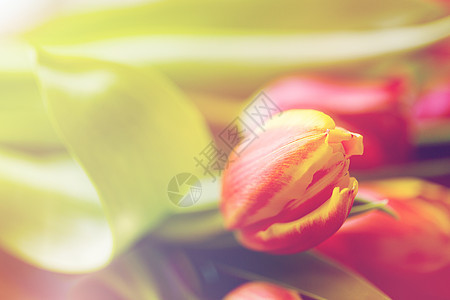 植物,园艺植物郁金香花的特写图片