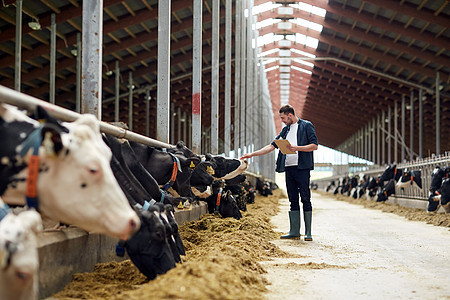 农业,人畜牧业的快乐的轻人农民与剪贴板奶牛奶牛场的牛舍农场里剪贴板奶牛的农民图片