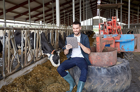 农业工业,农业,人,技术畜牧业轻人农民与平板电脑电脑奶牛场的牛舍平板电脑奶牛的轻人奶牛场图片