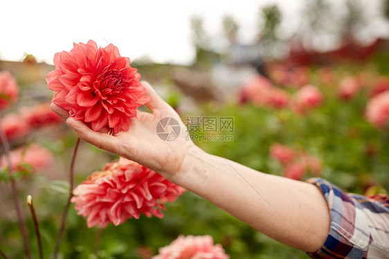 农业,园艺人的老年女子的手与大丽花夏季花园夏天花园里带花的高级女人的手图片