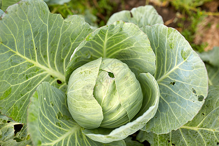 蔬菜,园艺农业卷心菜生长夏季花园床农场卷心菜生长农场的夏季花园床上图片
