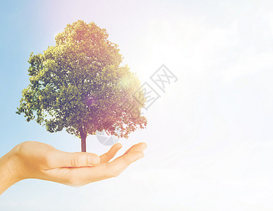 自然,保护,环境,生态人的手握绿色橡树灰色混凝土背景手握着灰色背景上的绿色橡树图片