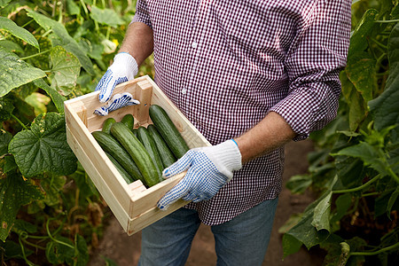 农业,园艺,农业人的农场温室里盒黄瓜的人农场温室里盒黄瓜的男人图片