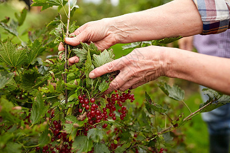 农业,园艺人的老年女子收获红色醋栗夏季花园夏天花园里红色醋栗的高级女人图片