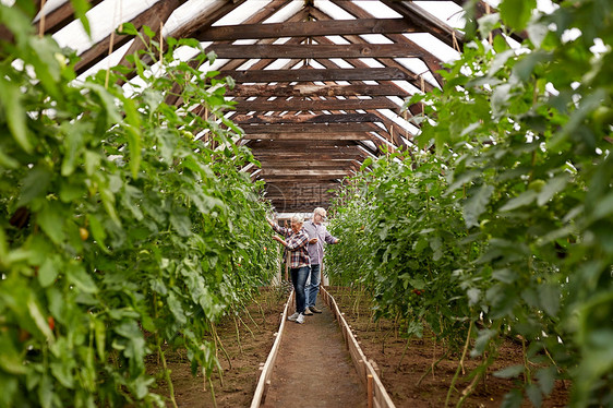 农业,园艺,农业人的快乐的老夫妇农场温室工作快乐的老夫妇农场温室工作图片