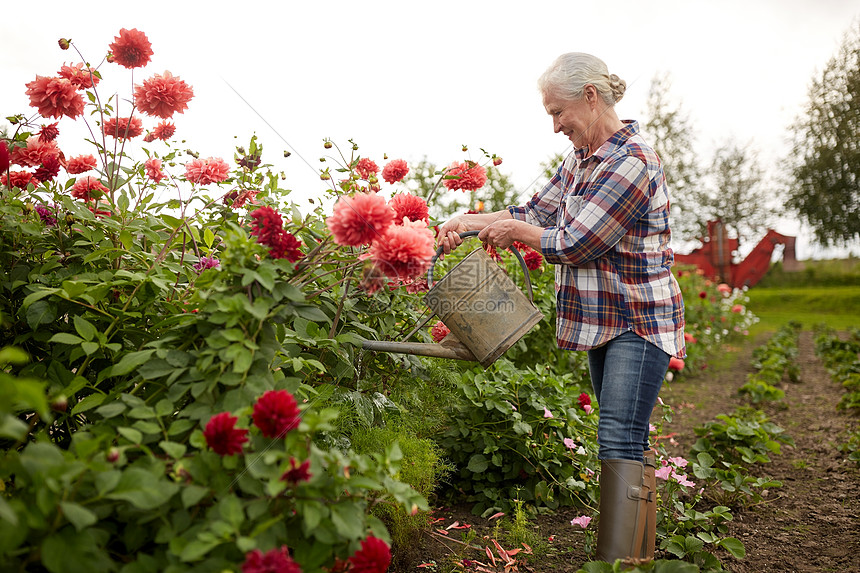 ‘~农业,园艺人的快乐的老年女子与浇水罐大丽花盛开夏季花园老妇女夏季花园浇花  ~’ 的图片