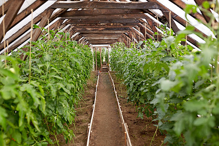 蔬菜,园艺农业番茄幼苗生长温室温室生长的番茄幼苗图片