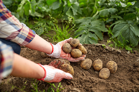 农业,园艺,农业人的农民与土豆农场花园农场花园里土豆的农民图片
