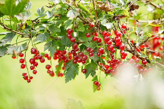 自然,植物学,园艺植物红色醋栗灌木夏季花园夏天花园树枝上的红色醋栗灌木图片