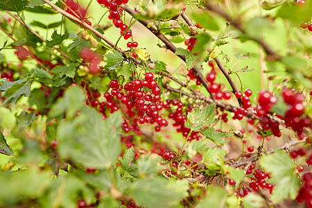 自然,植物学,园艺植物红色醋栗浆果树枝夏季花园夏天花园树枝上的红色醋栗浆果图片