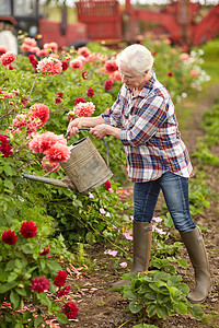 农业,园艺人的老年女子与浇水罐大丽花盛开夏季花园老妇女夏季花园浇花图片