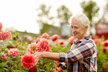 农业,园艺人的快乐的老年女子与大丽花盛开夏季花园夏天花园里戴利亚花的高级女人图片