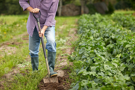 农业,园艺,农业人的老人用铲子挖花园床农场老人用铲子挖花园床农场背景图片