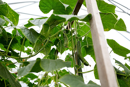 蔬菜,园艺农业密切黄瓜生长温室温室黄瓜生长背景图片