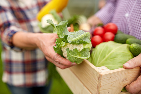 农业,园艺,收获人的资深夫妇与盒蔬菜农场老夫妇带着盒蔬菜农场背景图片