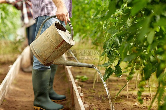 农业,园艺,农业人的老人与浇水罐农场温室农场温室里浇水罐的老人图片
