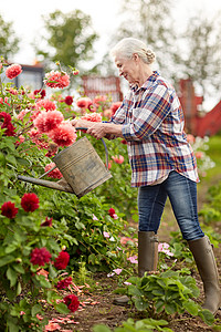 农业,园艺人的快乐的老年女子与浇水罐大丽花盛开夏季花园老妇女夏季花园浇花图片