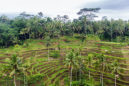 农业农业自然斯里兰卡茶园梯田斯里兰卡的水稻种植园梯田图片