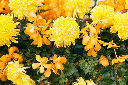 园艺,植物学,自然植物美丽的黄色菊花兰花美丽的黄色菊花兰花图片