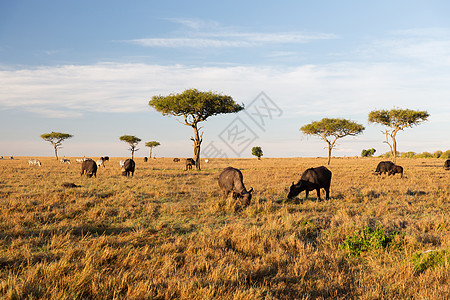 动物,自然野生动物的水牛公牛马赛马拉草原非洲放牧水牛公牛非洲的萨凡纳吃草图片