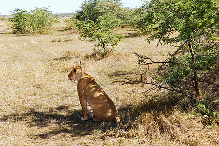 动物自然野生动物非洲马赛马拉保护区草原的母狮狩猎非洲萨凡纳的母狮狩猎图片