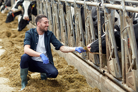 农业农业人畜牧业轻人农民奶牛场的牛棚里用干草喂养牛群奶牛场的牛棚里用干草喂奶牛的人图片