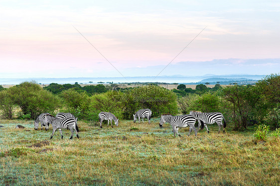 非洲草原上放牧的斑马群图片