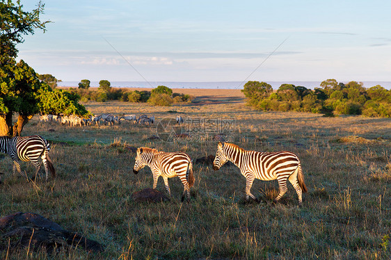 非洲草原上放牧的斑马群图片